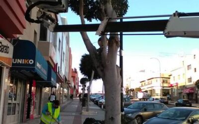 Nueva licitación: «Servicio de poda de árboles y palmeras de los parques, jardines y zonas verdes del municipio de Ingenio»