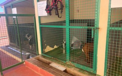 Encargada a GESPLAN la gestión del CETA y las colonias felinas en la Villa de Ingenio