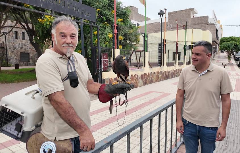 La cetrería se incorpora al control de palomas en la Villa de Ingenio